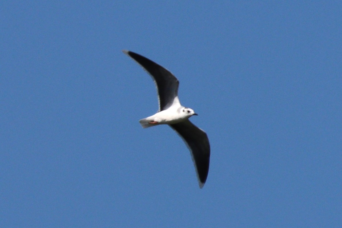 Little Gull - ML623854996