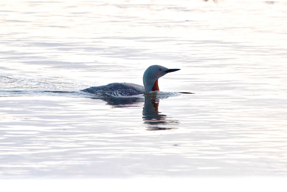 Red-throated Loon - Julie Schneider