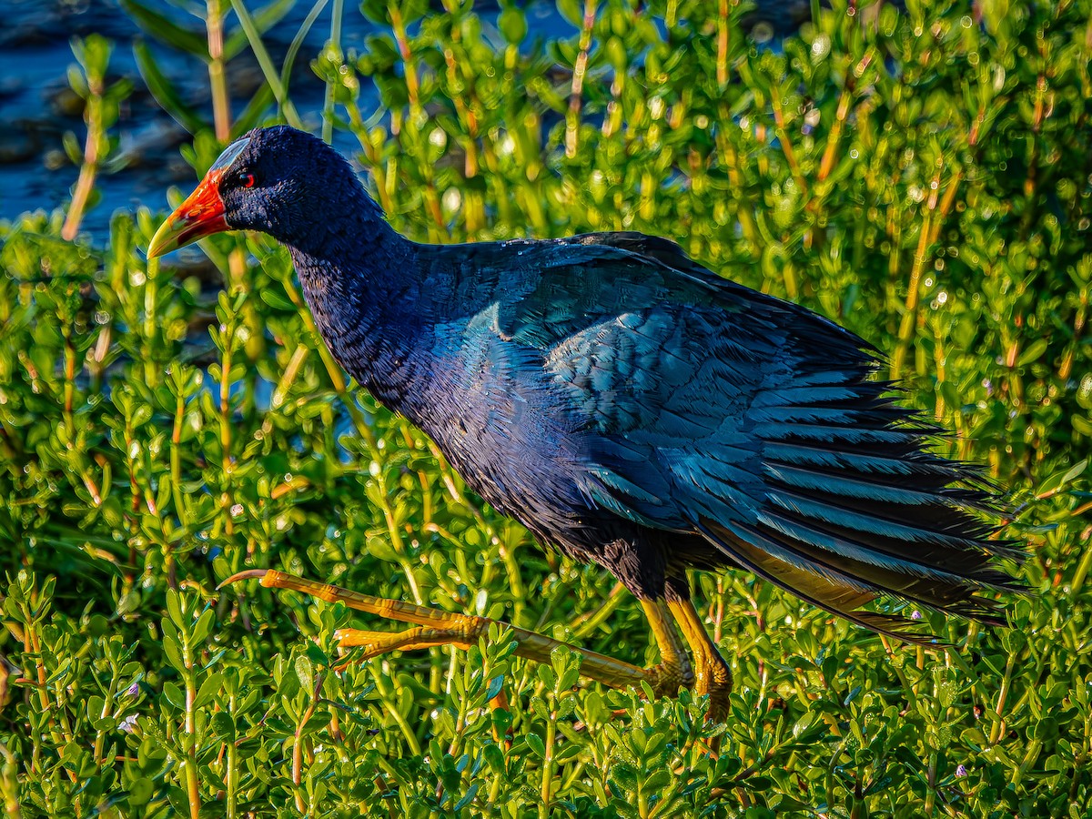 Purple Gallinule - ML623855004