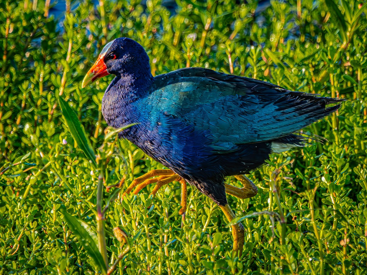 Purple Gallinule - Dwayne Litteer