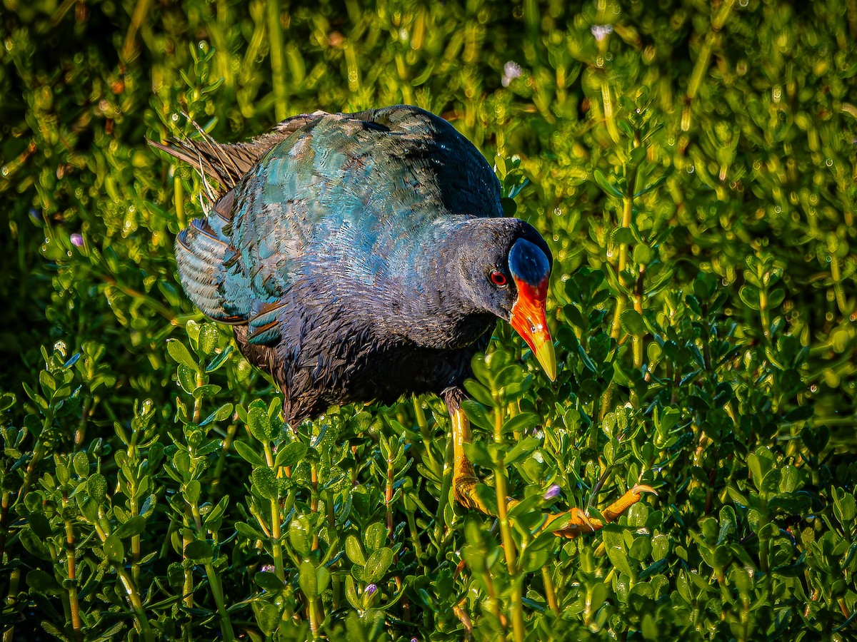 Purple Gallinule - Dwayne Litteer