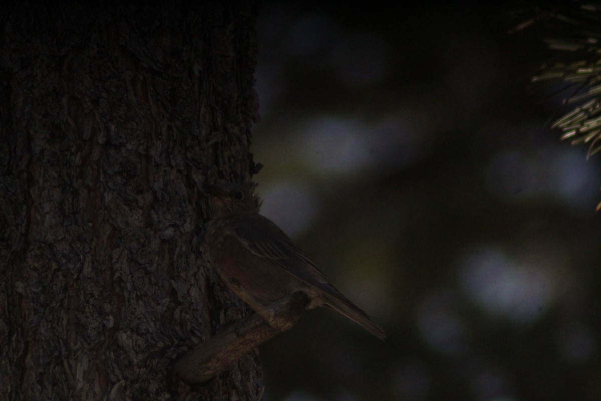 Western Bluebird - ML623855008