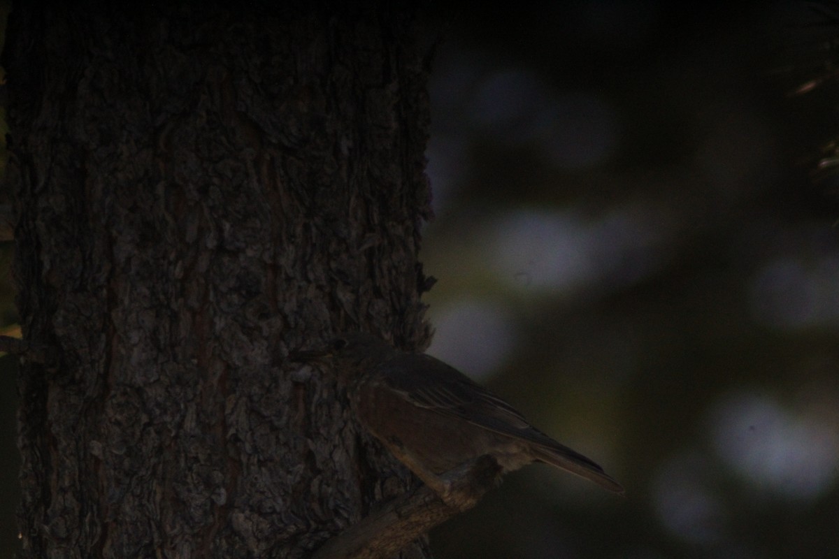 Western Bluebird - ML623855013