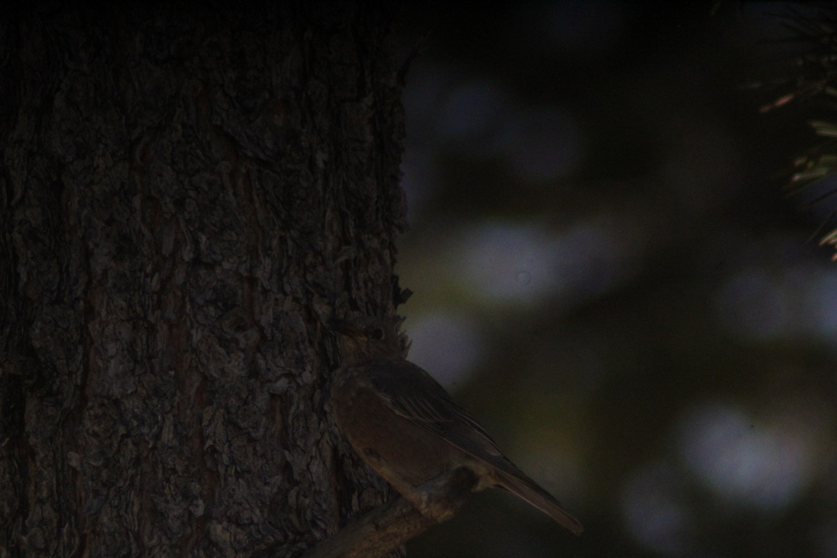 Western Bluebird - ML623855014