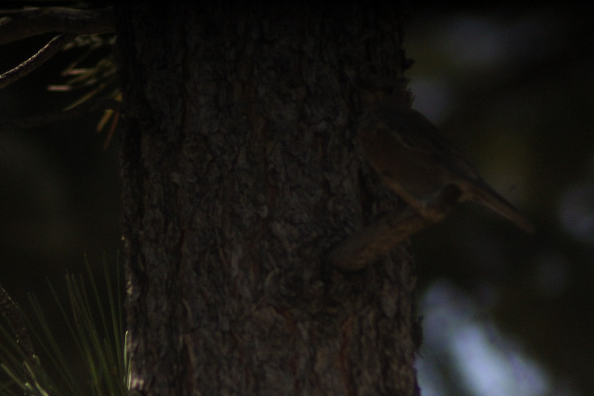 Western Bluebird - ML623855015