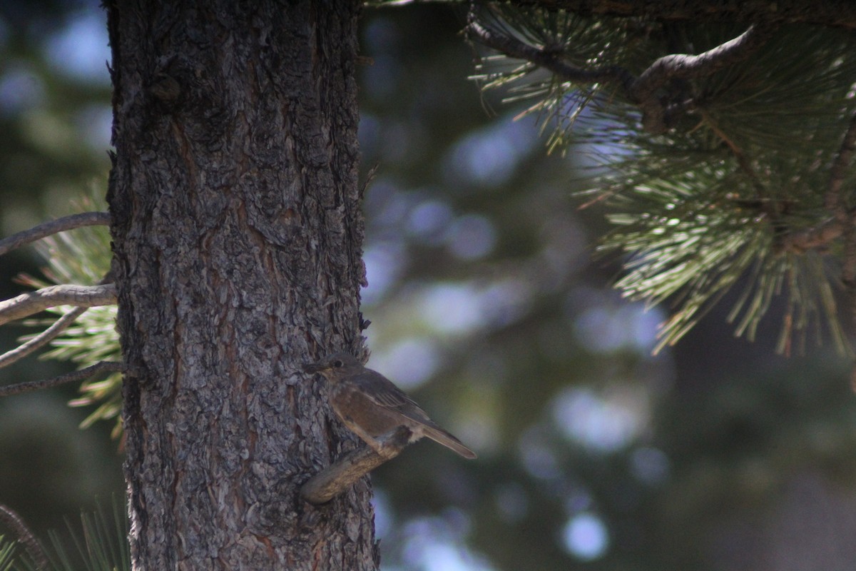 Western Bluebird - ML623855017