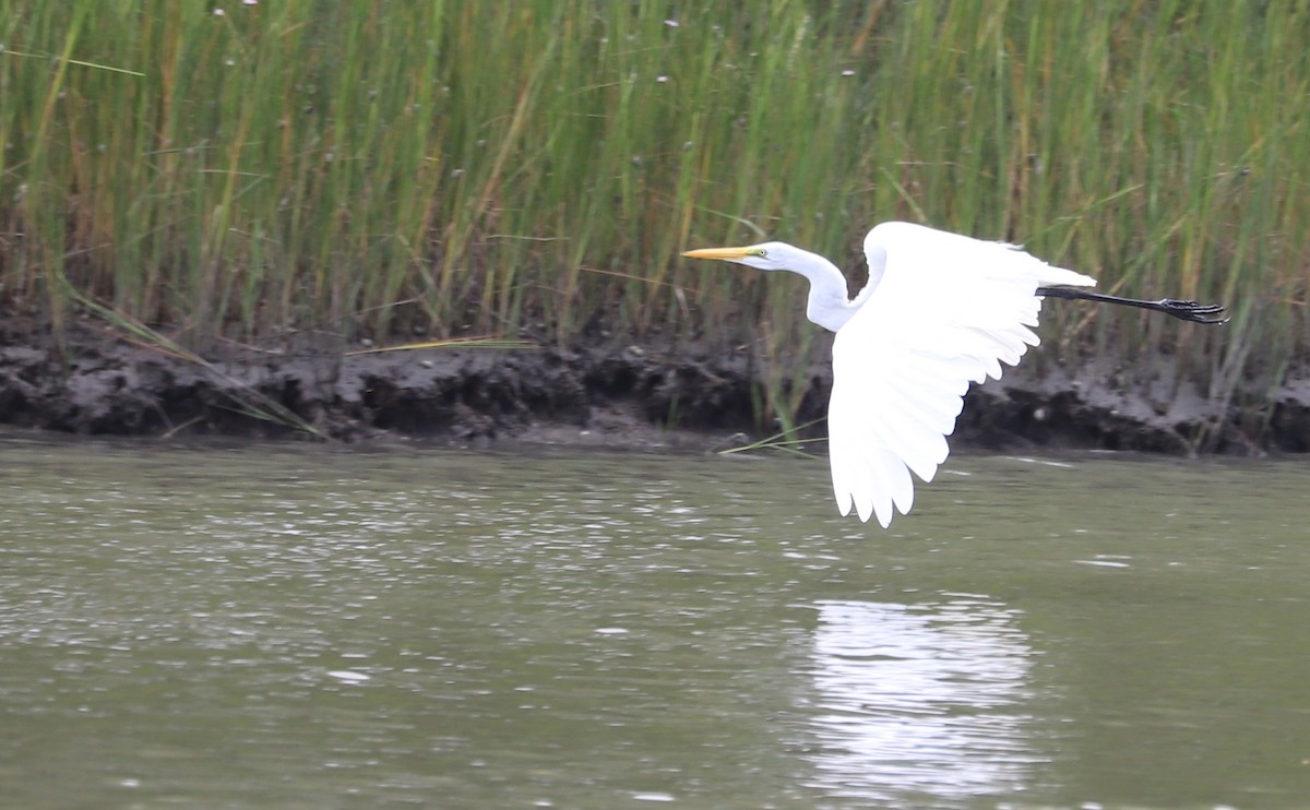 Great Egret - Rob Bielawski