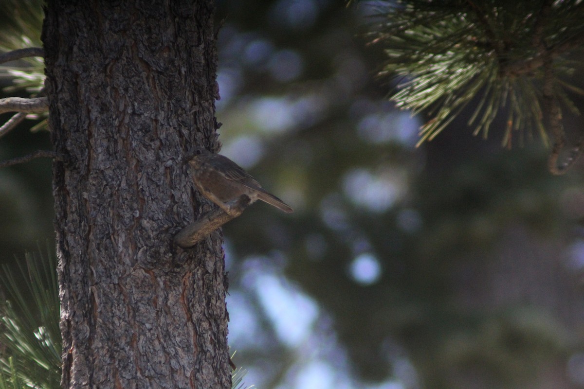 Western Bluebird - ML623855020