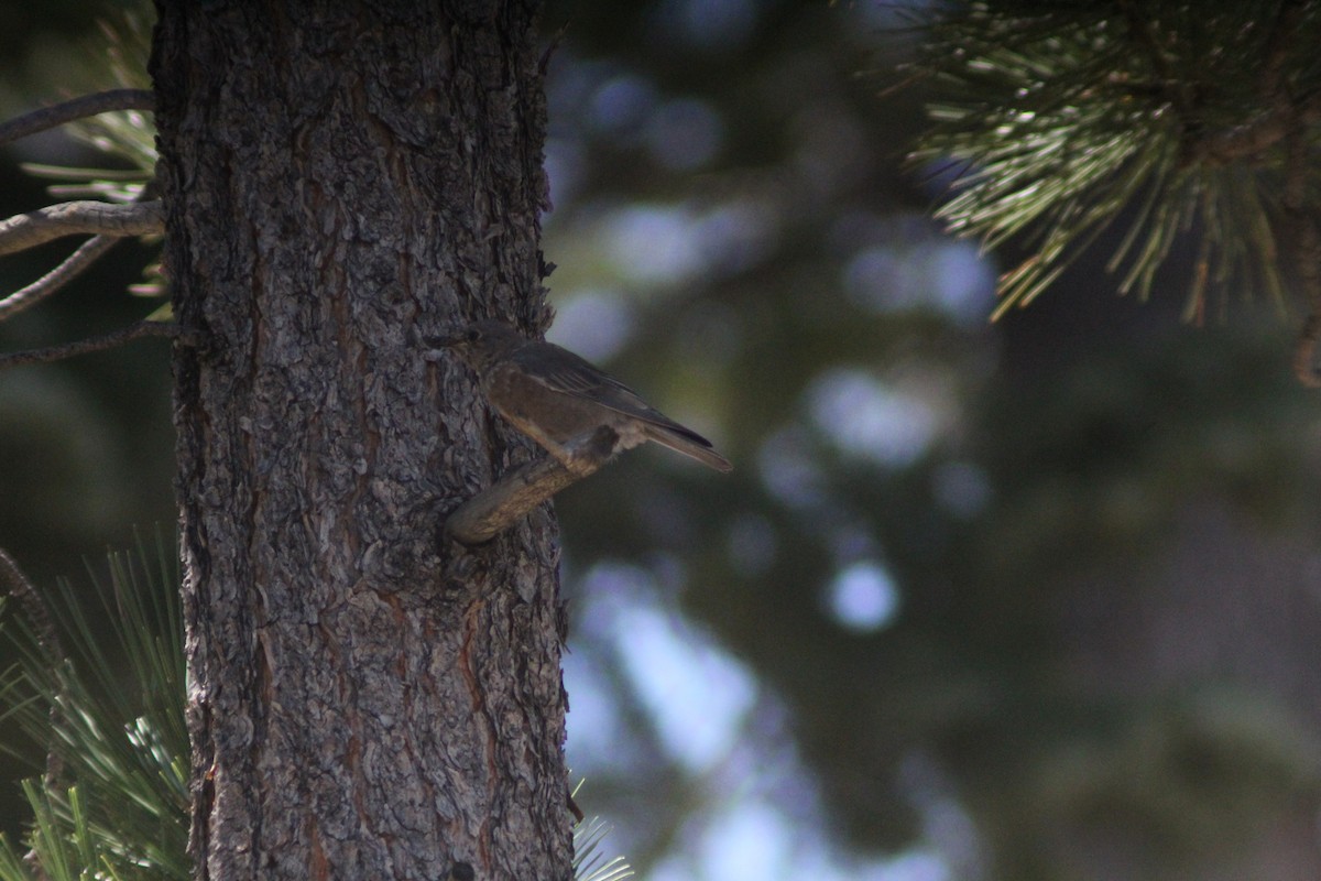 Western Bluebird - ML623855021