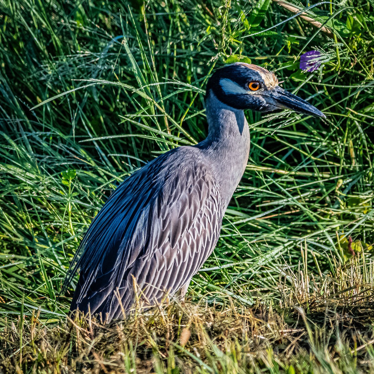 Yellow-crowned Night Heron - ML623855025