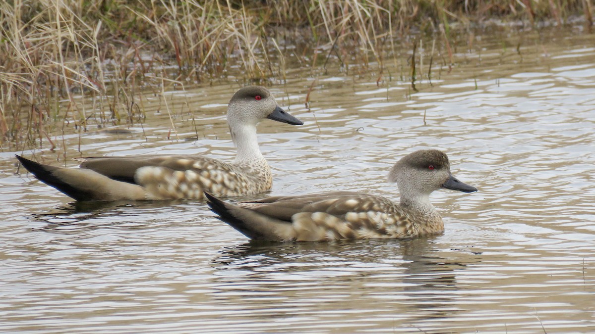Crested Duck - ML623855026