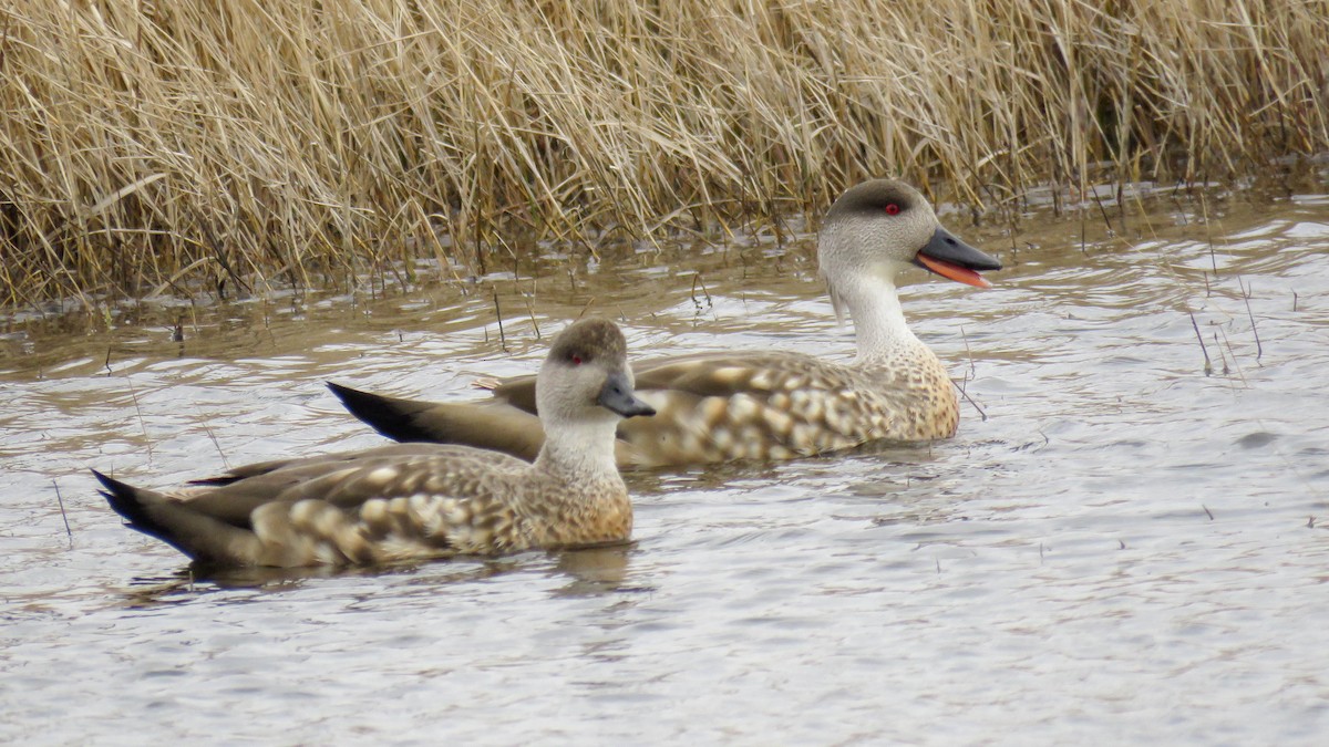 Crested Duck - ML623855027