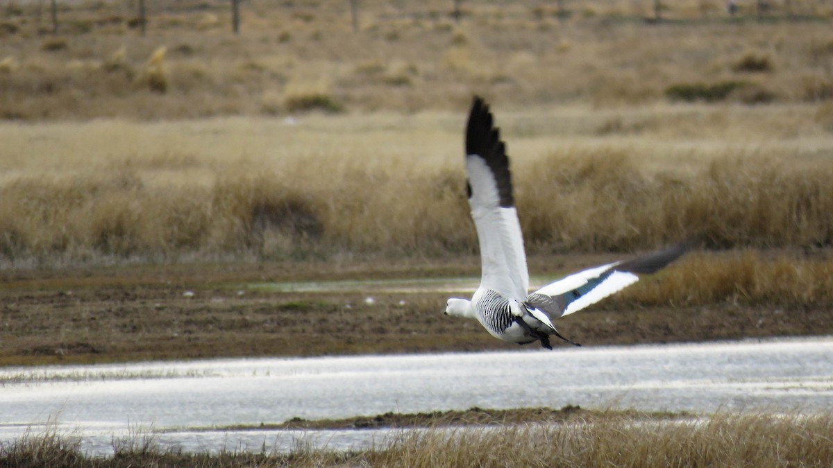 Upland Goose - ML623855043