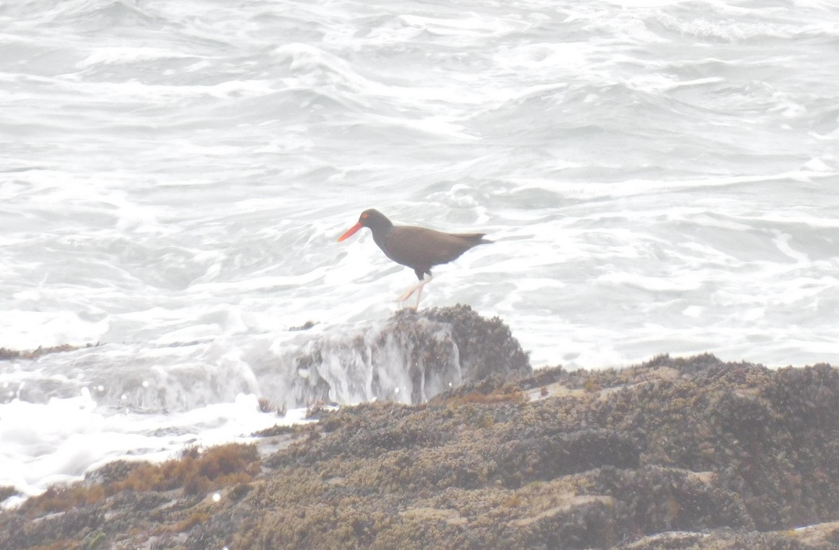 Blackish Oystercatcher - ML623855046