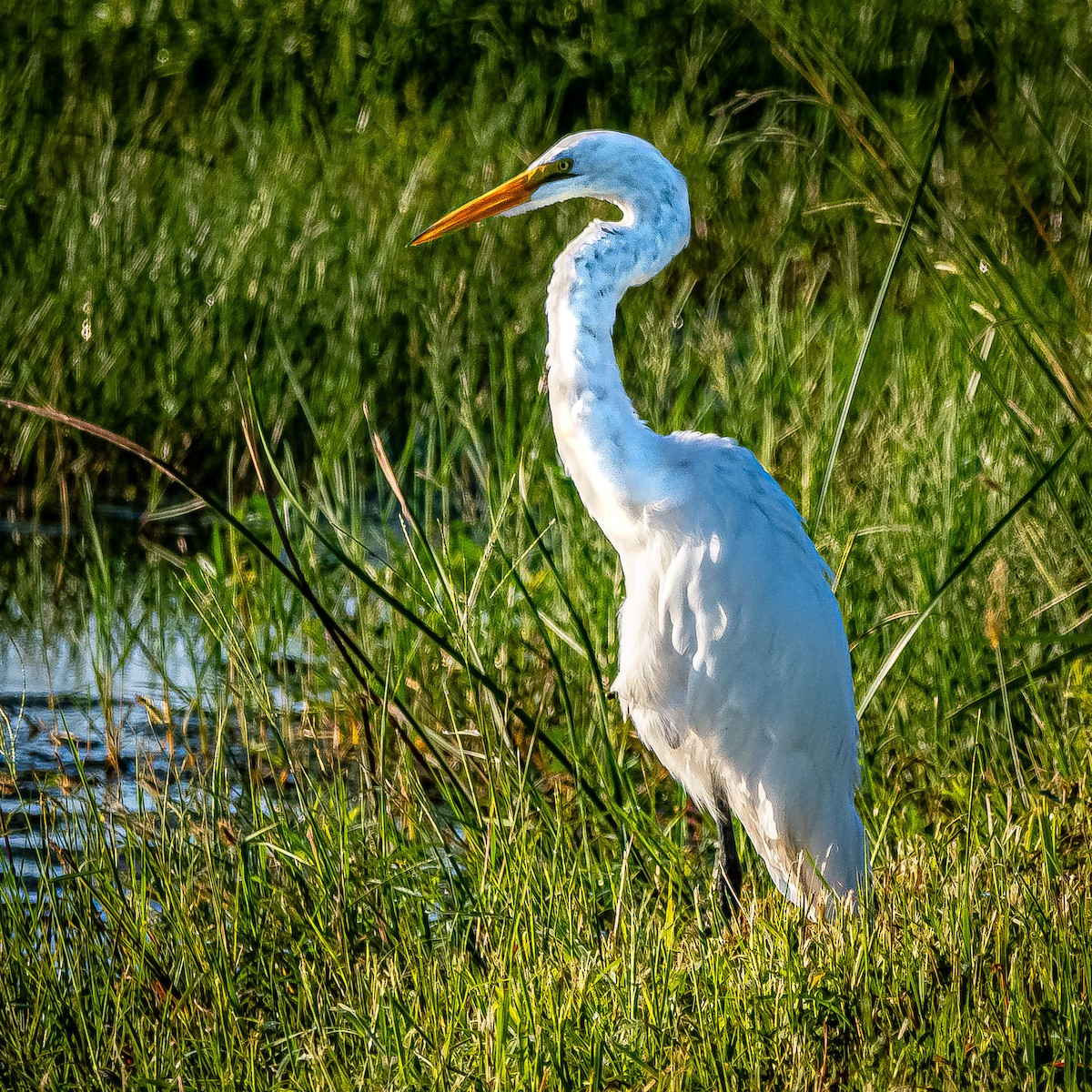 Great Egret - ML623855047