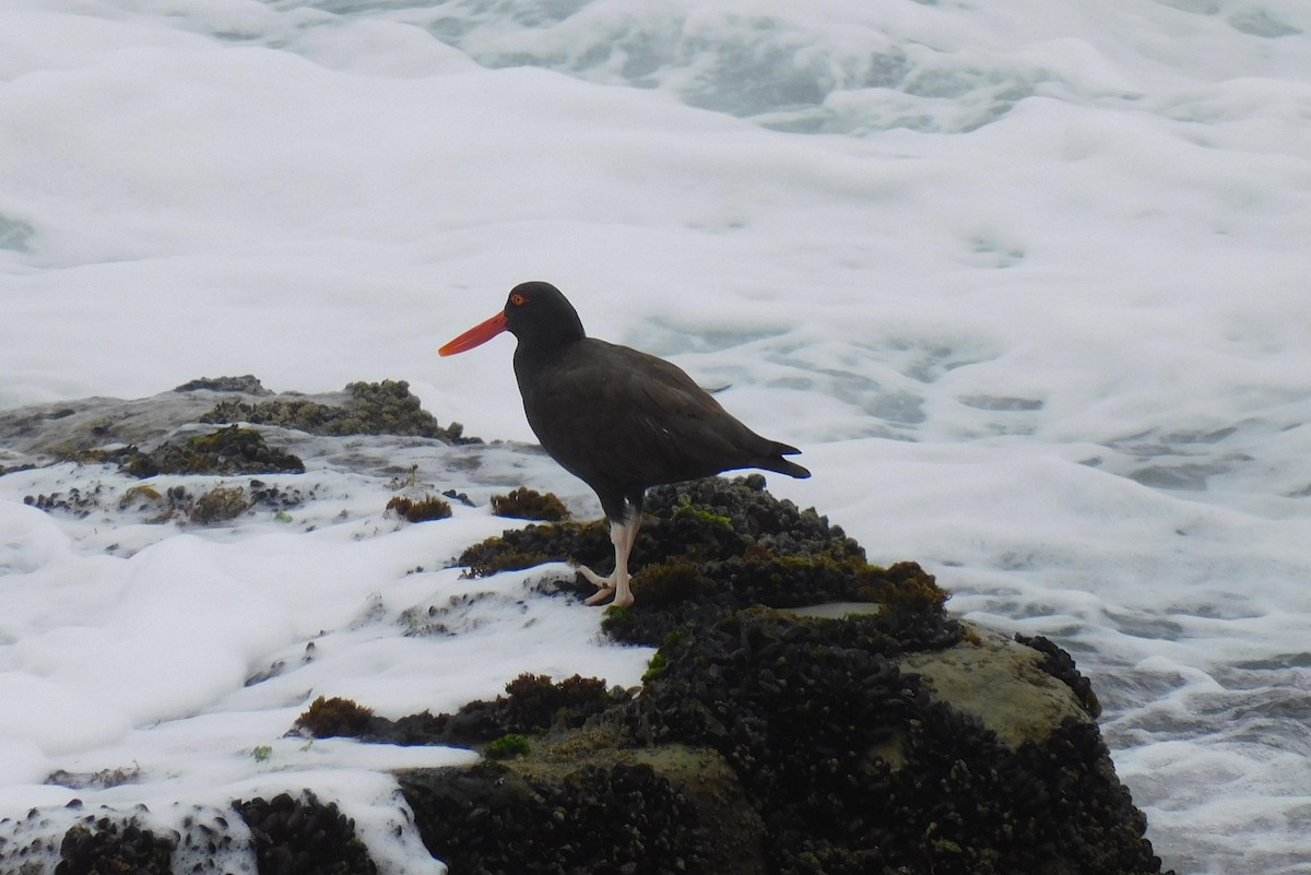 Blackish Oystercatcher - ML623855053