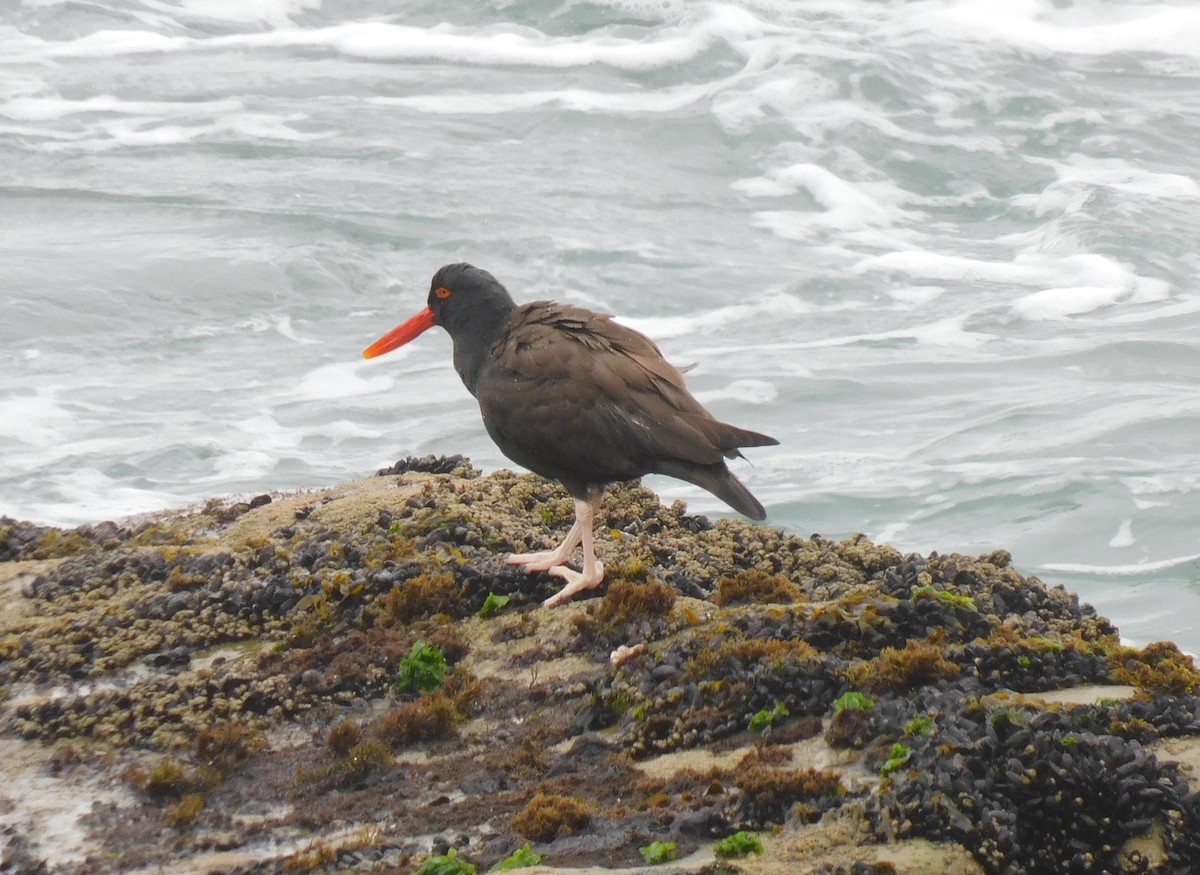 Blackish Oystercatcher - ML623855055