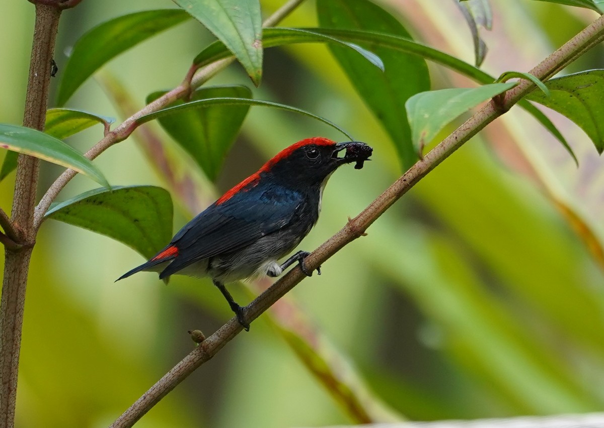 Scarlet-backed Flowerpecker - ML623855060