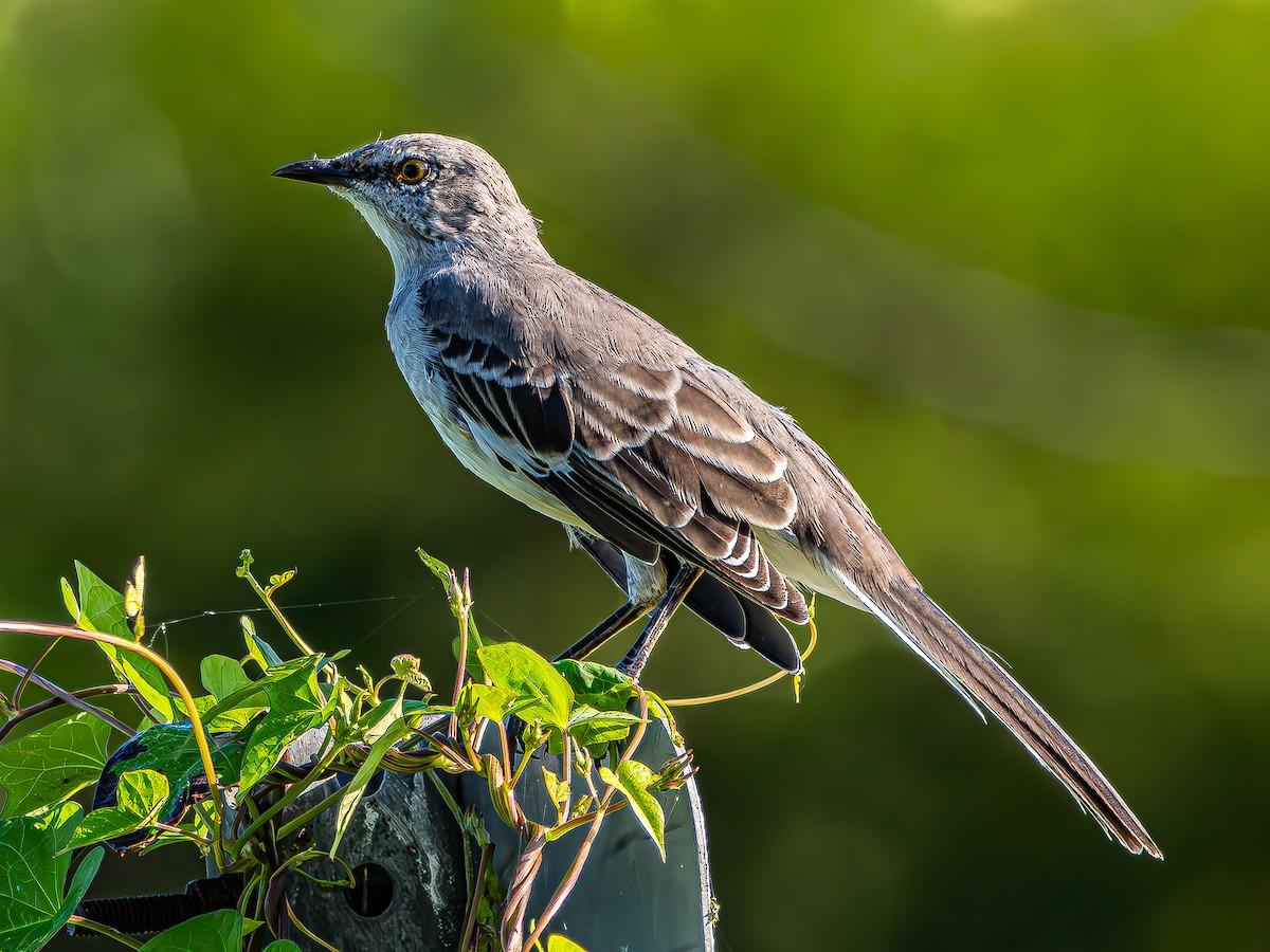 Northern Mockingbird - ML623855082