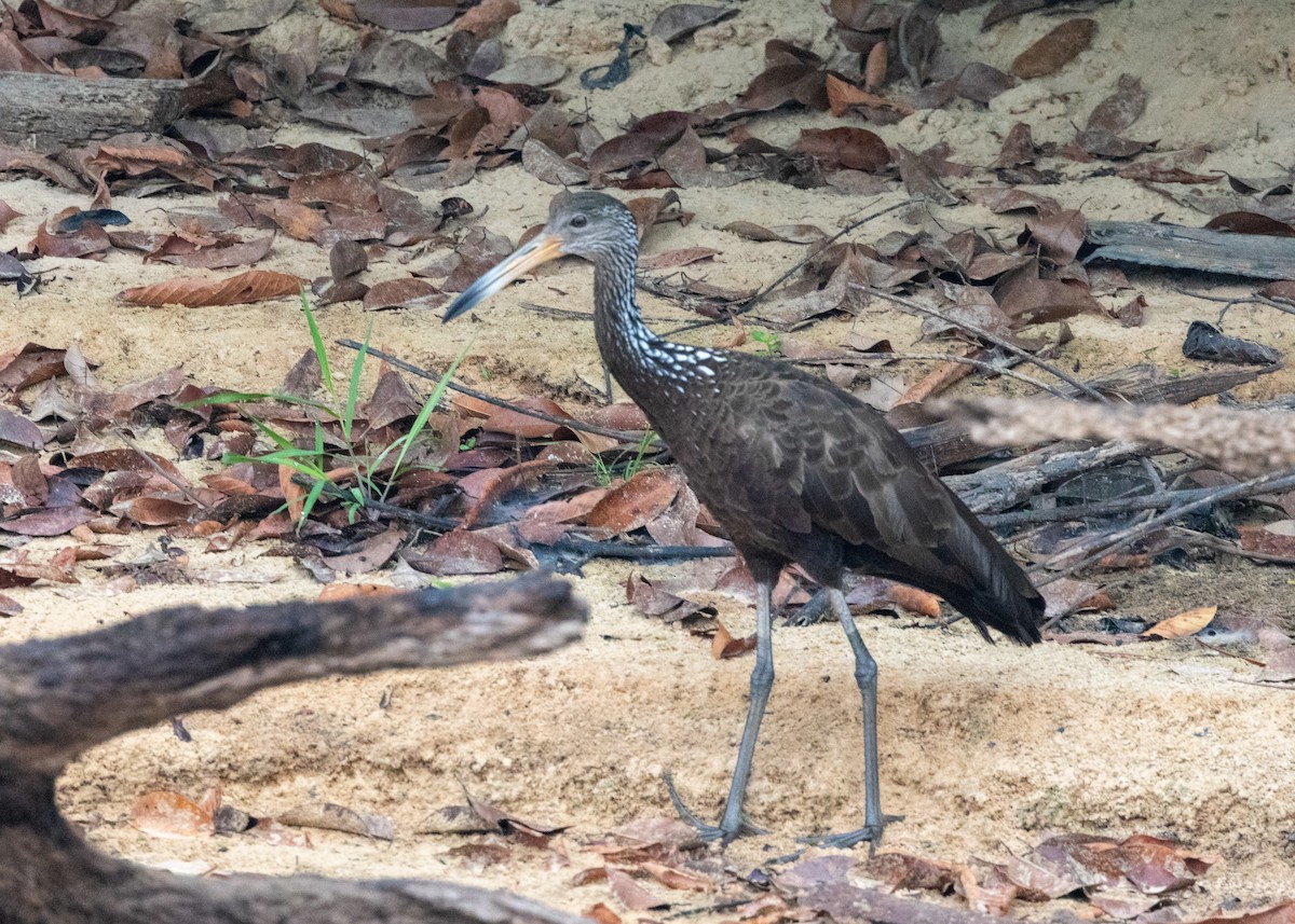 Limpkin (Brown-backed) - ML623855127