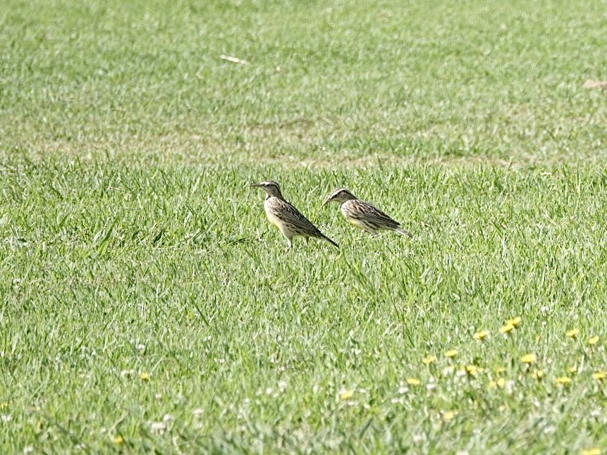 Western Meadowlark - ML623855129