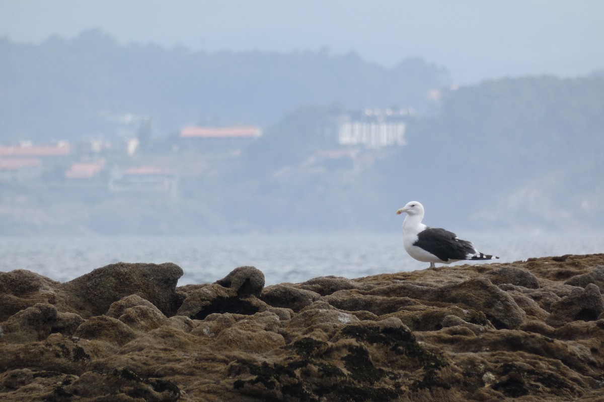 Great Black-backed Gull - ML623855138