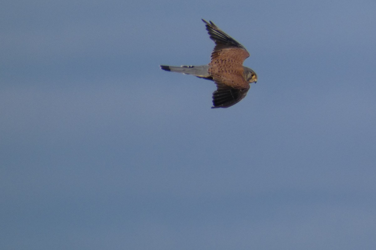 Eurasian Kestrel - ML623855150