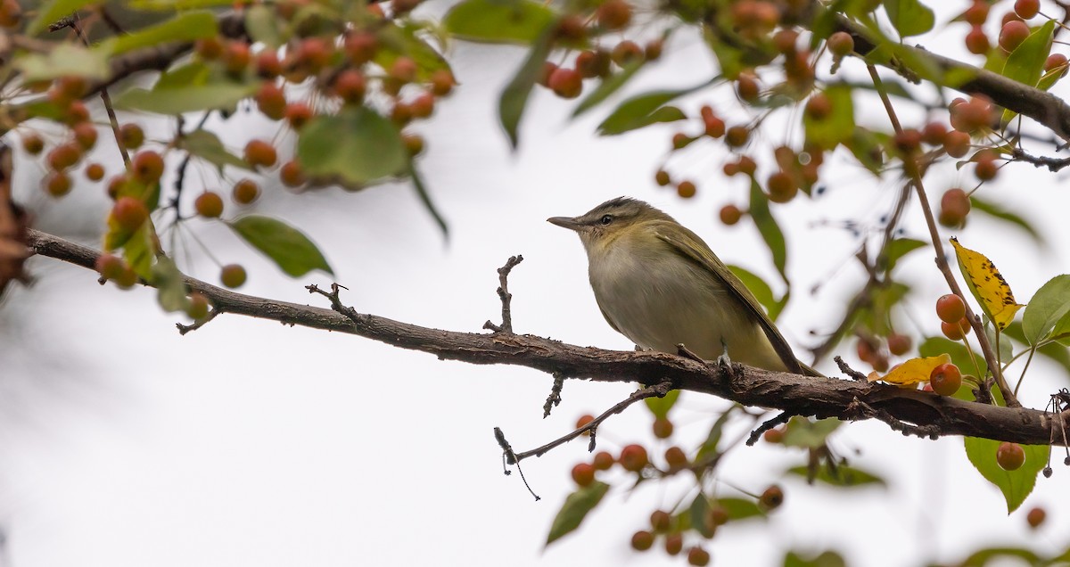 Red-eyed Vireo - ML623855158