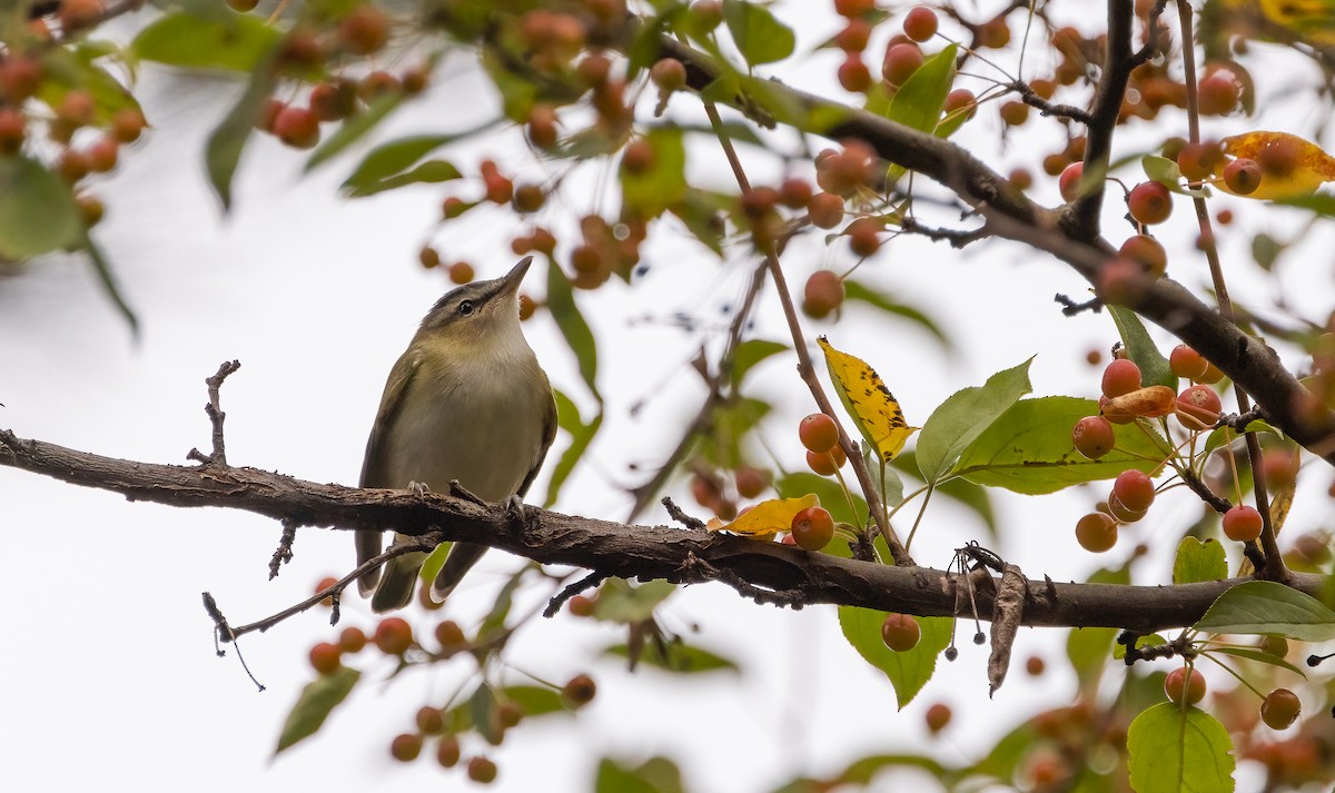 Red-eyed Vireo - ML623855159