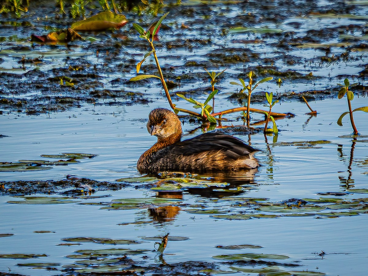 Pied-billed Grebe - ML623855182