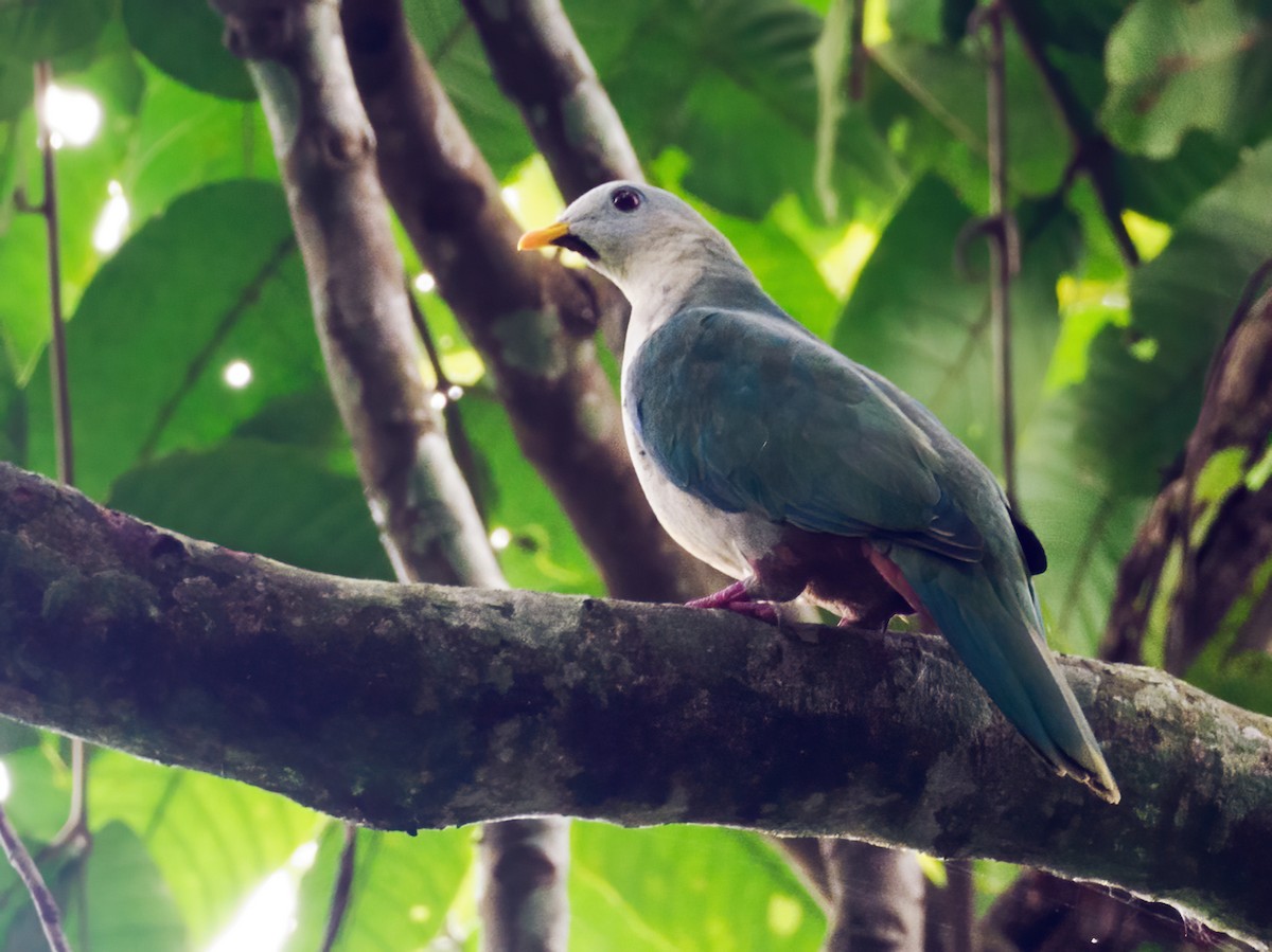 Maroon-chinned Fruit-Dove - ML623855194