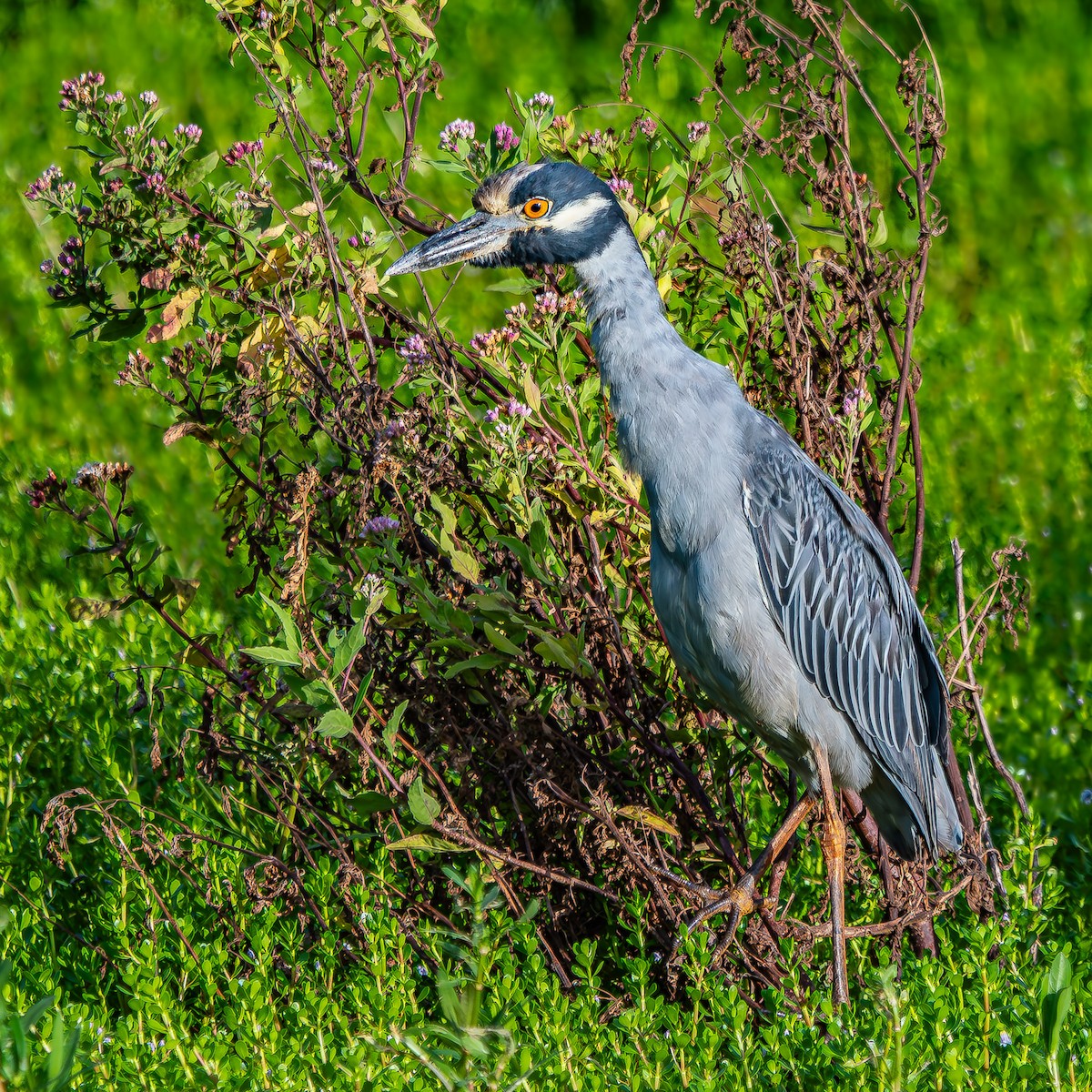 Yellow-crowned Night Heron - ML623855204