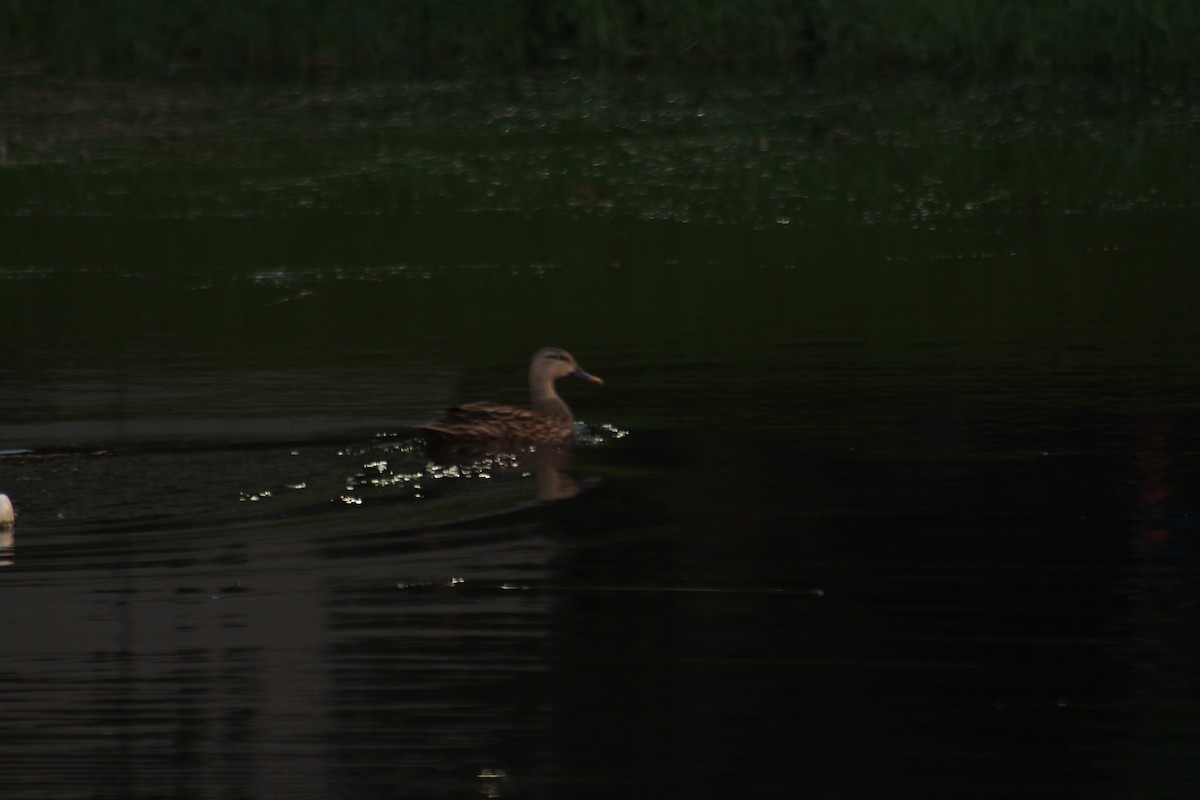 Mottled Duck - ML623855212