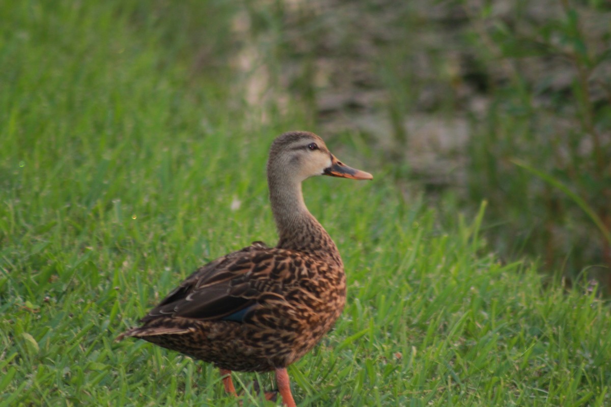 Mottled Duck - ML623855215