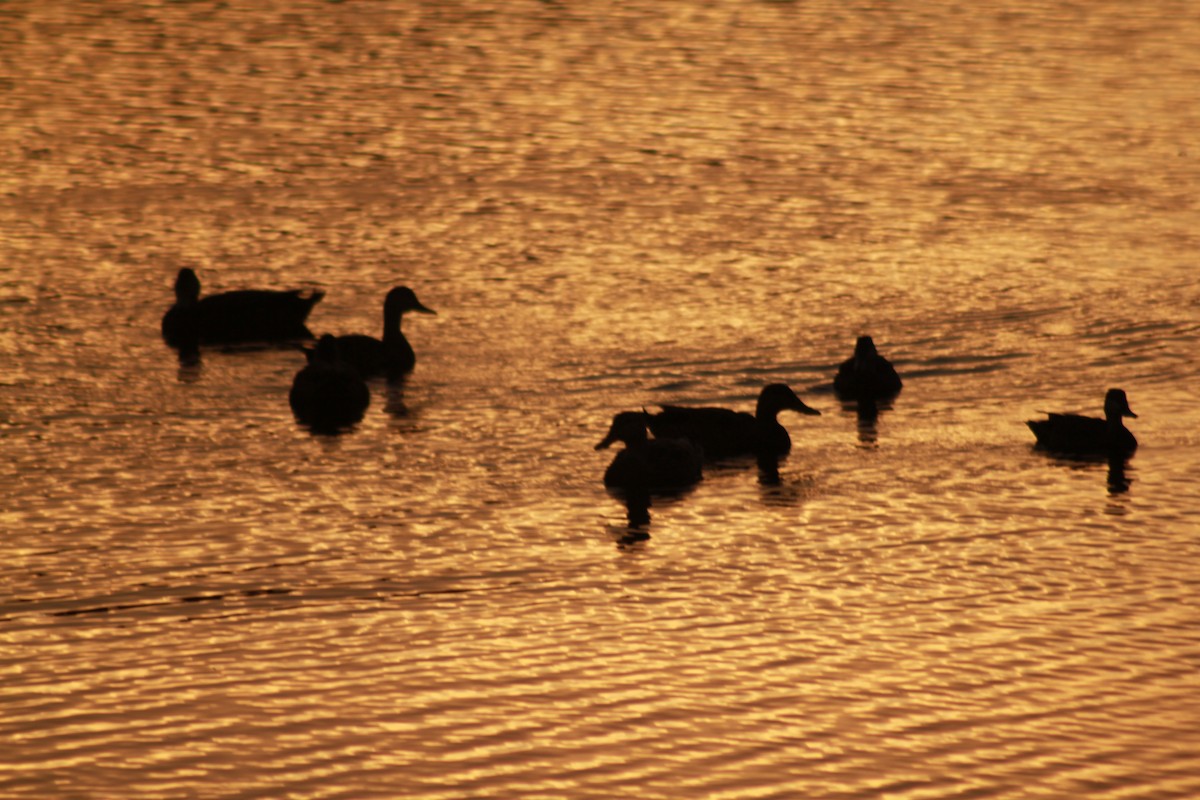 Mottled Duck - ML623855216