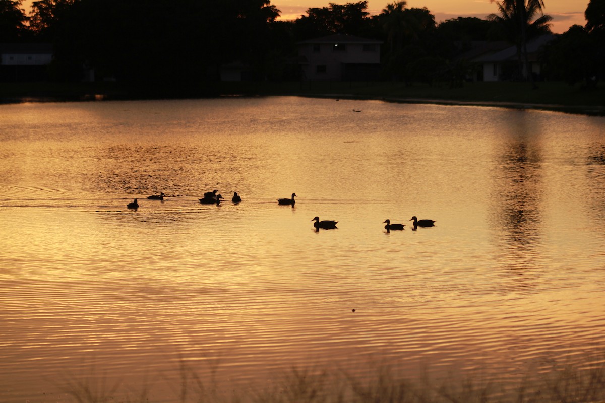 Mottled Duck - ML623855217