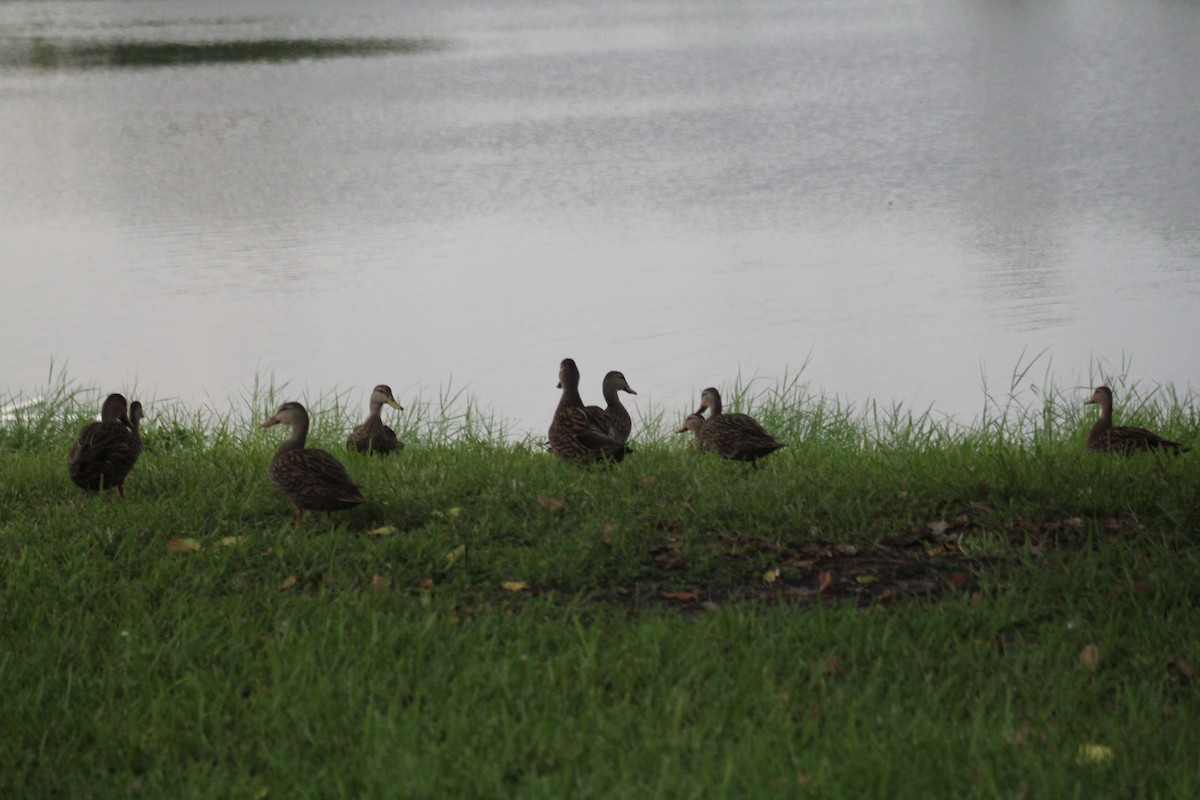 Mottled Duck - ML623855218