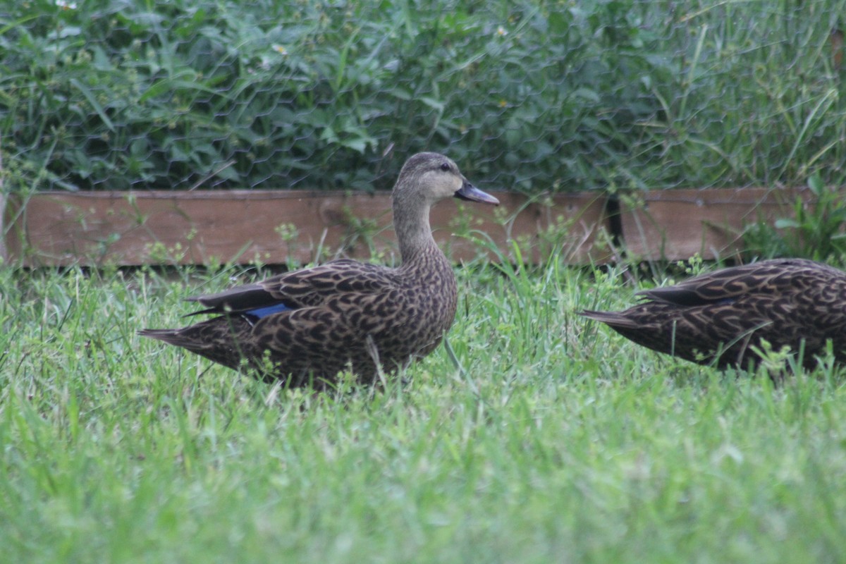 Mottled Duck - Hunter Willimann