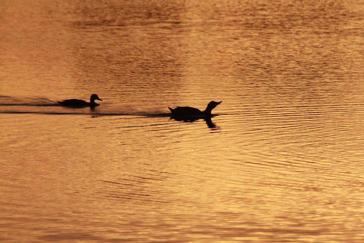 Mottled Duck - ML623855220