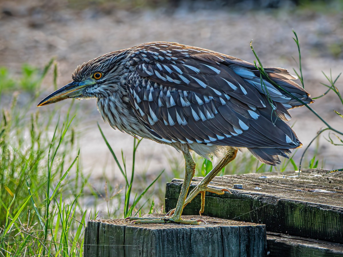 Black-crowned Night Heron - ML623855221