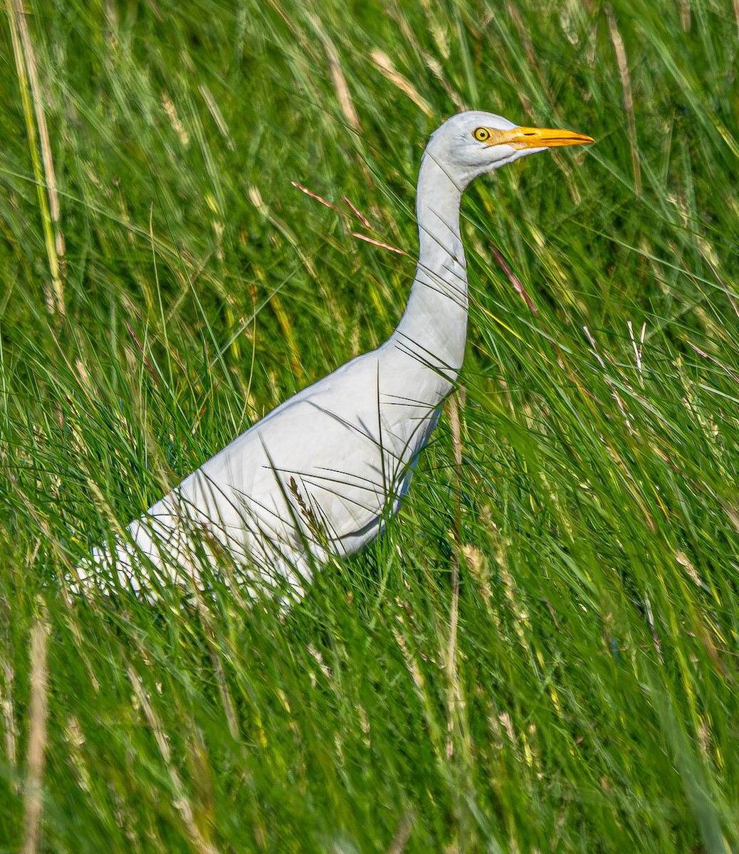 Western Cattle Egret - ML623855238