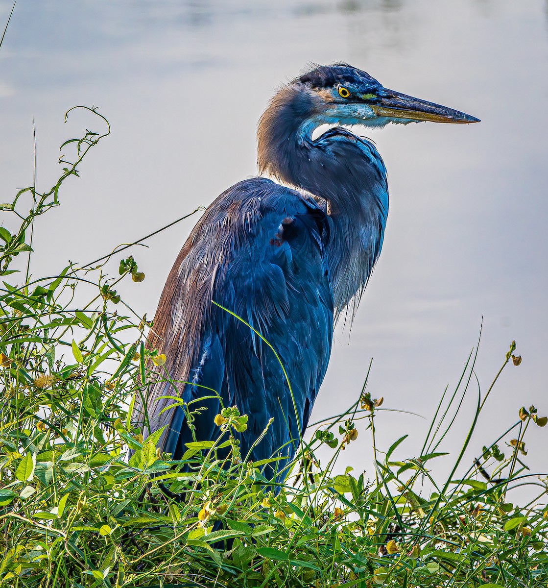 Great Blue Heron - ML623855249