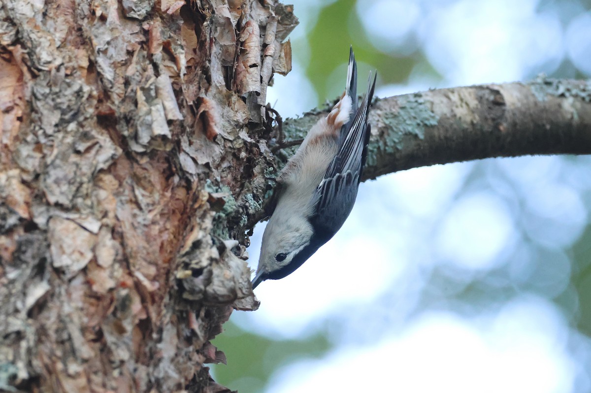 White-breasted Nuthatch - Stan Chapman