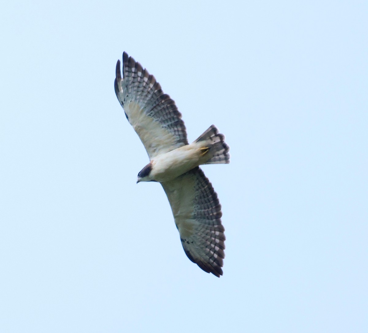 Short-tailed Hawk - ML623855279