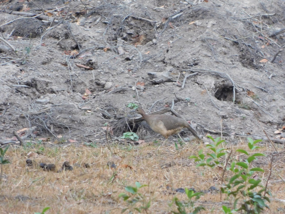 Undulated Tinamou - ML623855281