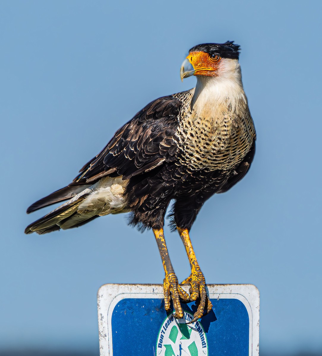 Crested Caracara - ML623855284