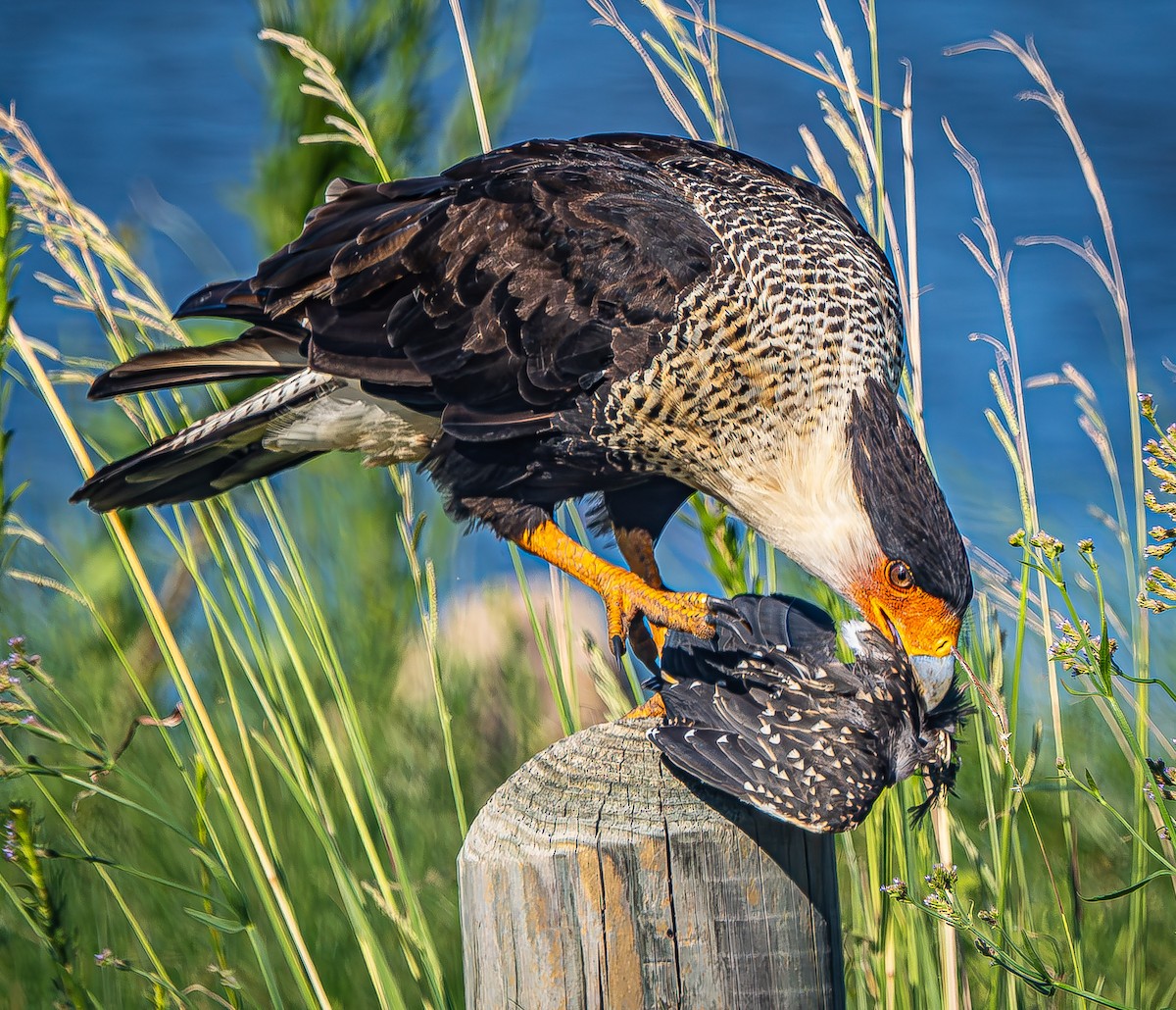 Crested Caracara - ML623855285