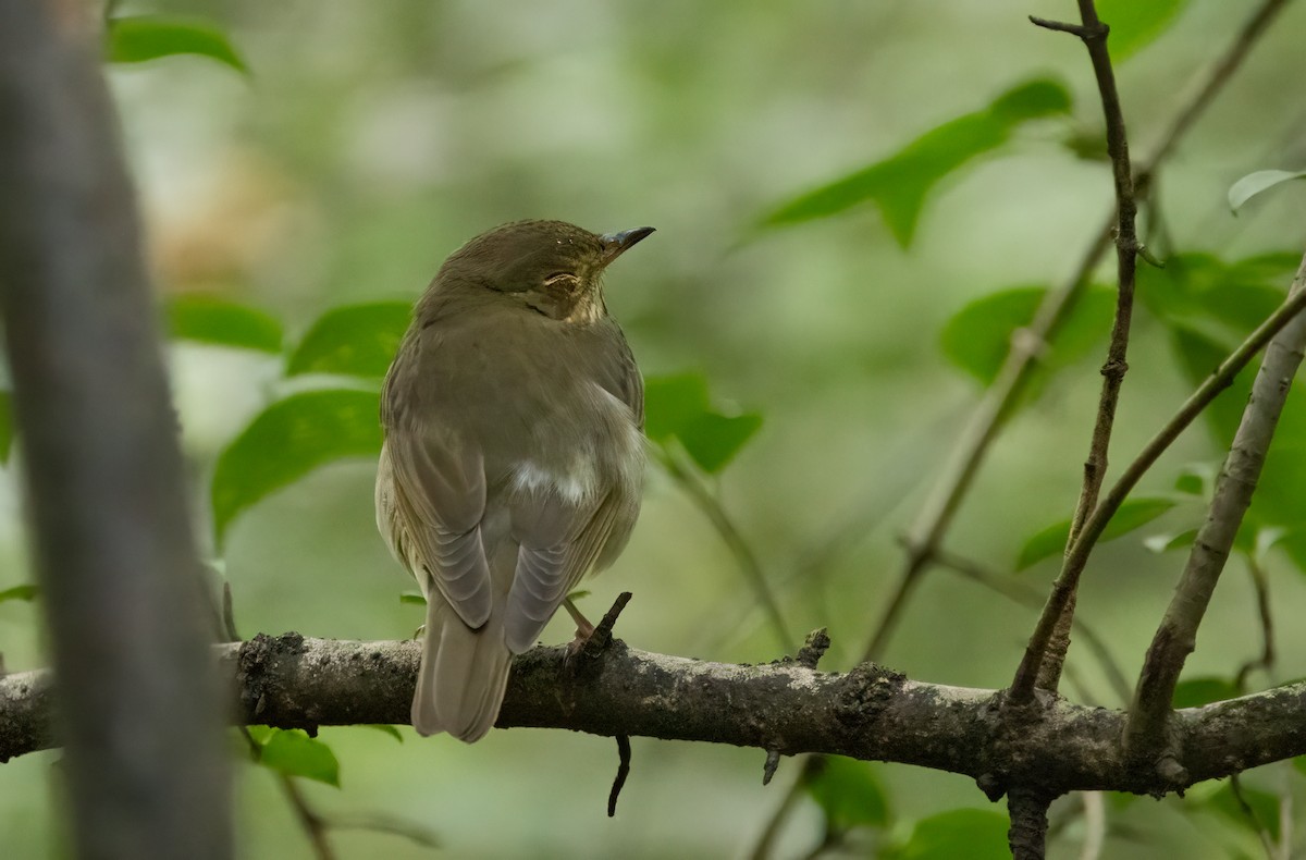 Swainson's Thrush - Richard  Davis