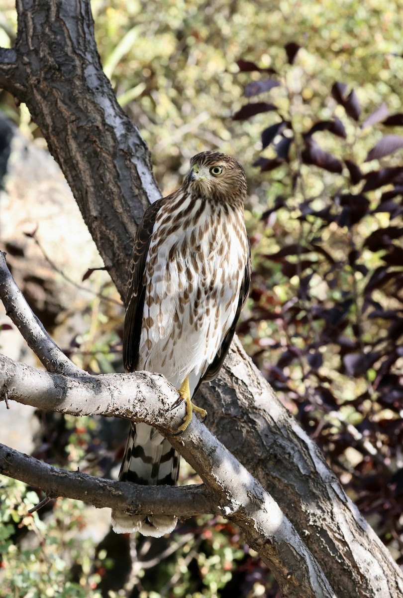 Cooper's Hawk - ML623855307