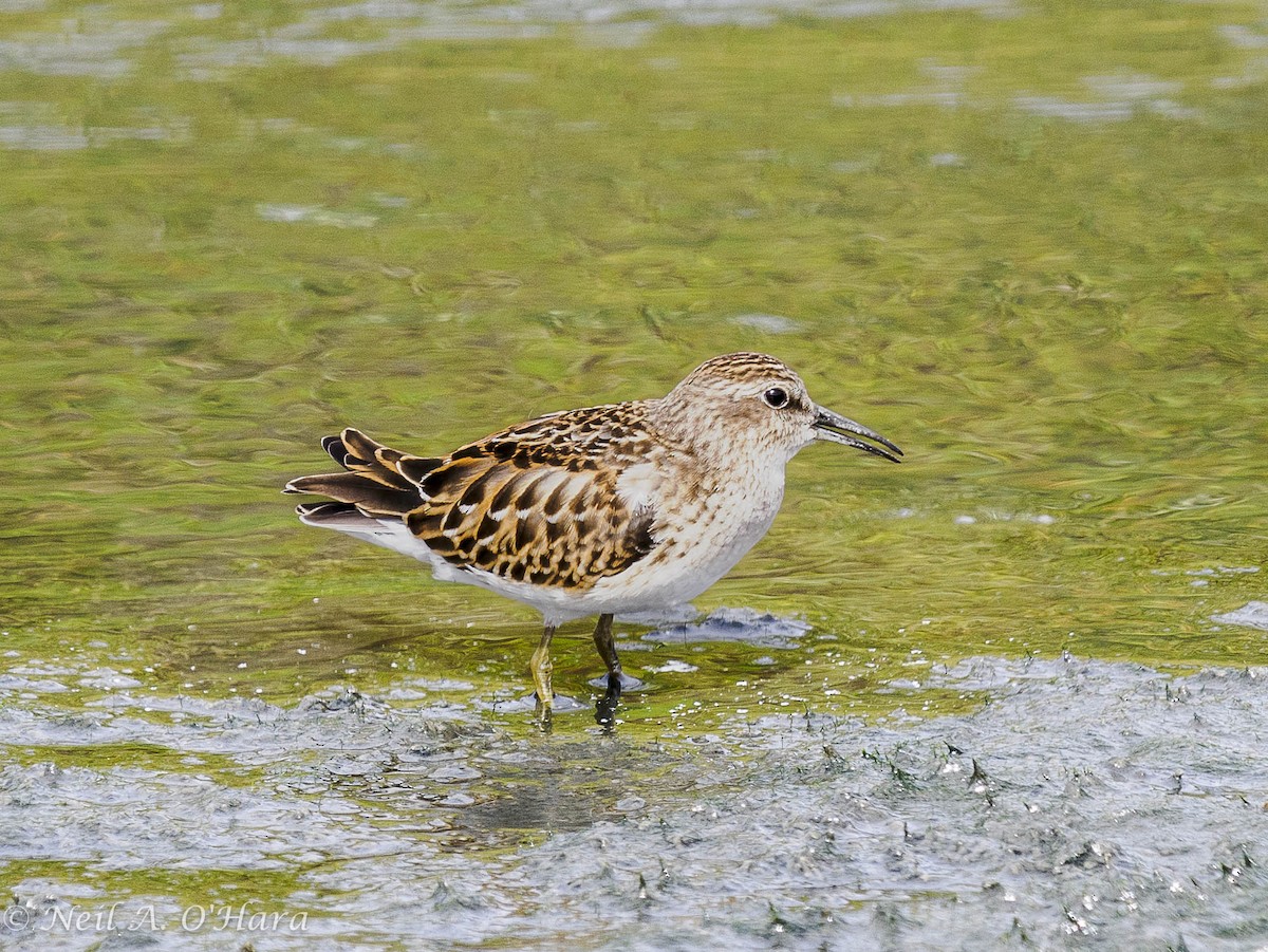 Wiesenstrandläufer - ML623855322